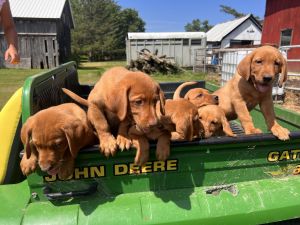 Red Fox Labrador Puppies
