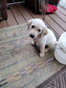 Yellow Labrador puppies