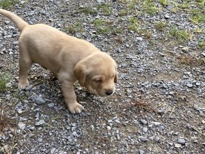 Pups for sale, ready for new owners, Sept. 20.