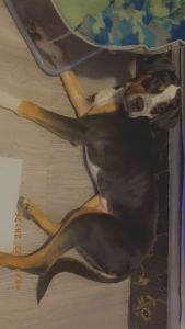 Sasuke needs a new home