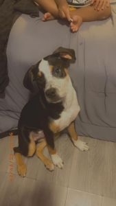 Sasuke needs a forever home