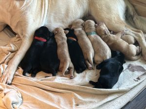 Labrador Puppies