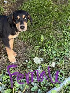 Lab, Catahoula, German Pointer puppies