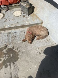 looking for dog like her