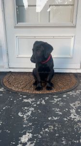 6 month old black lab