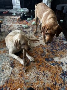 Labrador puppies for sale
