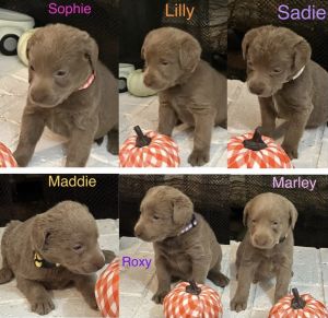 Silver Labrador retriever pups