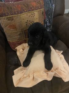Akc lab puppies