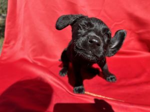 Hi my name is Asher!