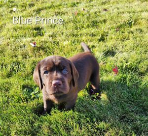 Blue Prince