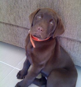 Lab puppies 3 months old