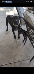 Free Labrador puppies to good home!