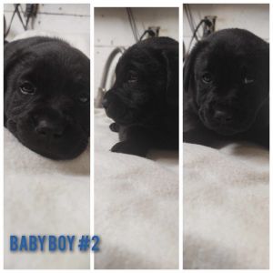 Black Lab puppies