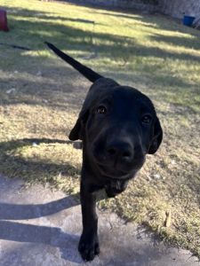 Black Labrador retriever