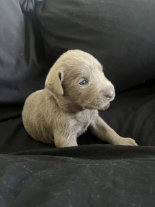 Sliver lab puppies (4 males)