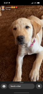 AKC Labrador puppies