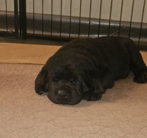 Labrador puppies