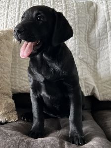 Black lab female mia