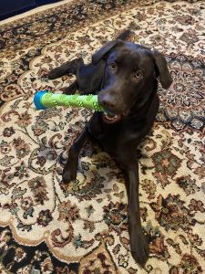 8 month chocolate lab