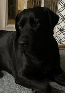 Coming soon! AKC Labrador puppies