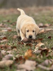 Akc lab puppies for sale
