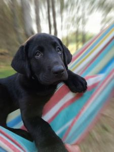 Labrador Retriever text 3057 ........x 80 82 x 68