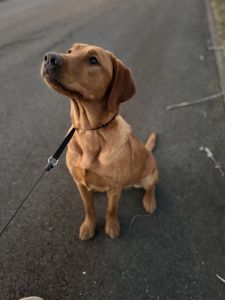 9 month old lab for sale !!