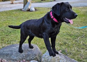 Amy- AKC Labrador Retriever