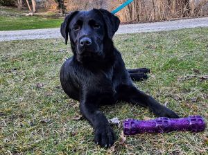 Dianna- AKC Labrador Retriever