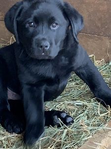 English Labrador Retriever Puppy