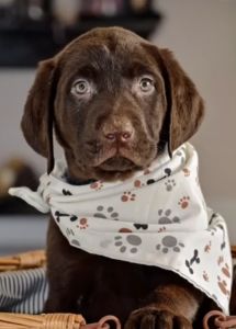 Choco Labrador