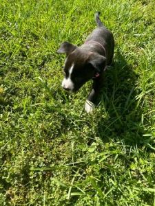 Cute mini lab mix boxer puppy