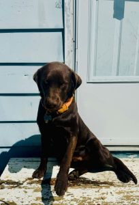 CHOCOLATE LAB PURE BREED ***