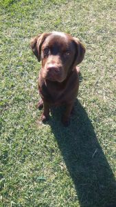 Gorgeous Purebred Labrador
