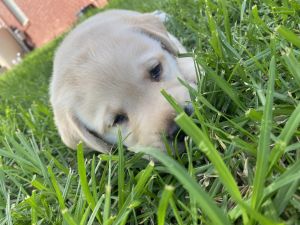 Purebred/Pedigree Labrador Retriever Puppies