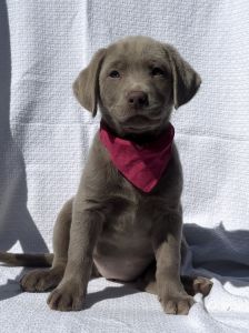 Silver Lab female