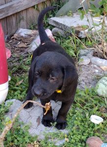 Labrador retriever AKC registered