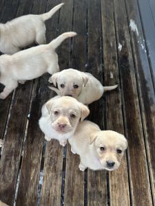 Lab puppy’s looking for new home