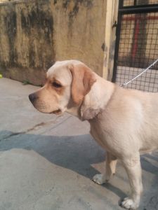 labra female for sale