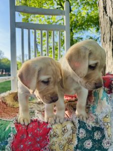 AKC lab puppies!