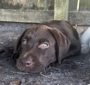 Labrador Retriever chocolate male puppy