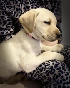Pure-bred labrador puppies