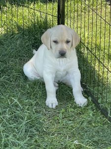 AKC Lab puppies for sale