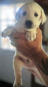 AKC white lab puppies