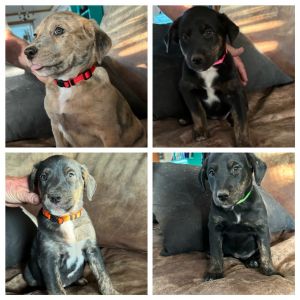 Looking for a new home