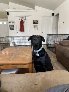 Free dog to a good home