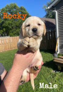 AKC Labrador Retrievers