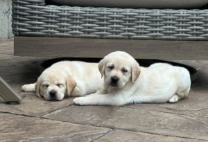 Labrador puppies