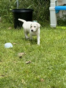 Labrador puppies