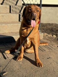 Diesel(fox red Labrador retriever)